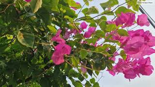 Enjoy the sight of everyday flowers and the gentle sound of piano music. 02 screenshot 5