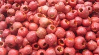 Date Pitting Machine, Fruit Coring and Pitting Machine|Automatic Date Pitting Machine