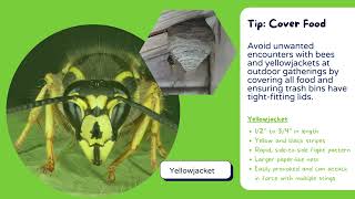 Wisconsin Stinging Insects