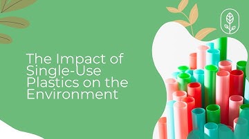 The Impact of Single-Use Plastics on the Environment (Tips to Reduce Plastic Consumption)