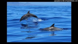 Download Lagu Dolphin-Tears mp3 MP3