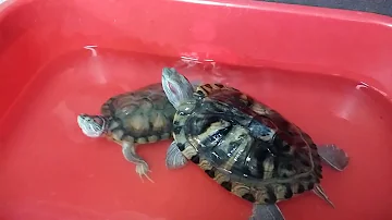 Longest living creature in the world(tortoise)