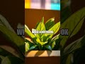 Home Plant Clock Science