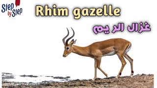 نطق كلمة Rhim gazelle غزال الريم 🗣️