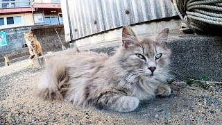 美猫をモフっていたら可愛らしいチビ猫達も寄ってきた