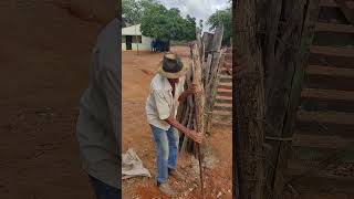 seu Rufino Antônio fazendo cerca no sítio mamoeiro verdejante Pernambuco.