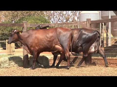 LOTE 21   98  66   2º LEILÃO VIRTUAL DA FAZENDA SANTO AMARO   DIA 28 DE AGOSTO   14HS REMATEWEB PLUS