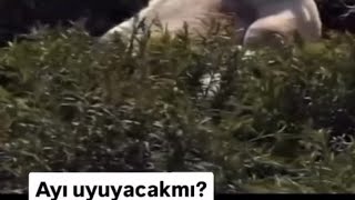 Uyumadan önce izlemelik orta şeker Denklem ve eşitsizlik sorusu (60.ıncı videoo 🥳🥳)