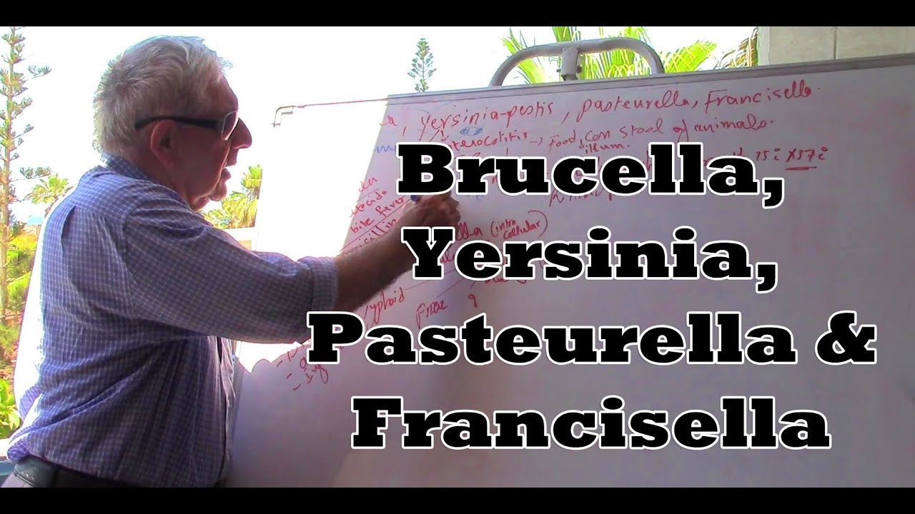 Yersinia, Francisella, Brucella and Pasteurella - بكتيريا سلبية الغرام
