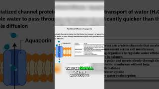 Water Diffusion: Simple vs. Assisted - A Cell Membrane Breakdown! #shorts