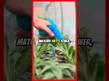 Is There a Natural Mosquito Repellent as Effective as DEET? | 2026 #shorts