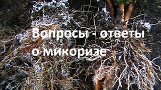 видео: Вопросы - ответы по микоризе. картинка: Вопросы - ответы по микоризе.