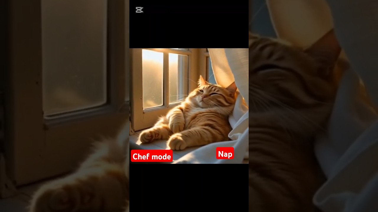 "Chubby Market Cat Cooks a Feast… Then Takes the Cutest Nap!"