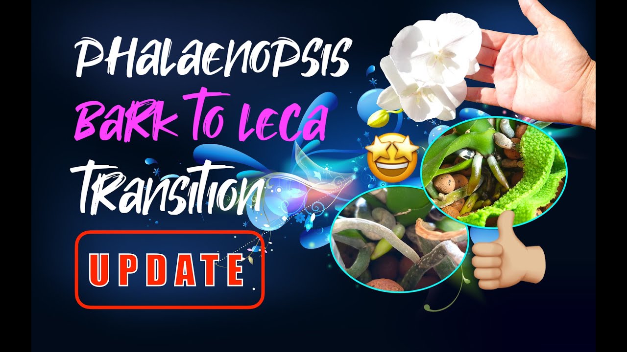 Phalaenopsis transition BARK to LECA | 6 week UPDATE 👍🏼👍🏼 
