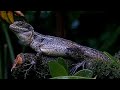 Common Basilisk Lizard Lounges On The Panama Fruit Feeder Platform – June 25, 2025