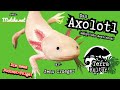 Terrakultur Podcast - Das Axolotl (ambystoma mexicanum) - mit Jens Crueger (Folge 15)