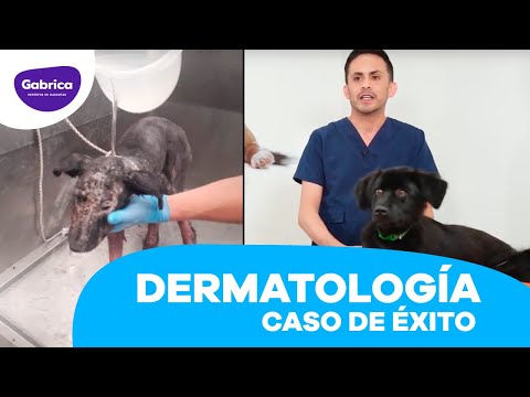 Video: Regalos Para Mascotas Aprobados Por Veterinarios