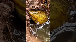 Download Lagu Hungry eal Fish eating 🐟 😯🔥 moment– Part 19 #fishing #fish #fishingvideo MP3