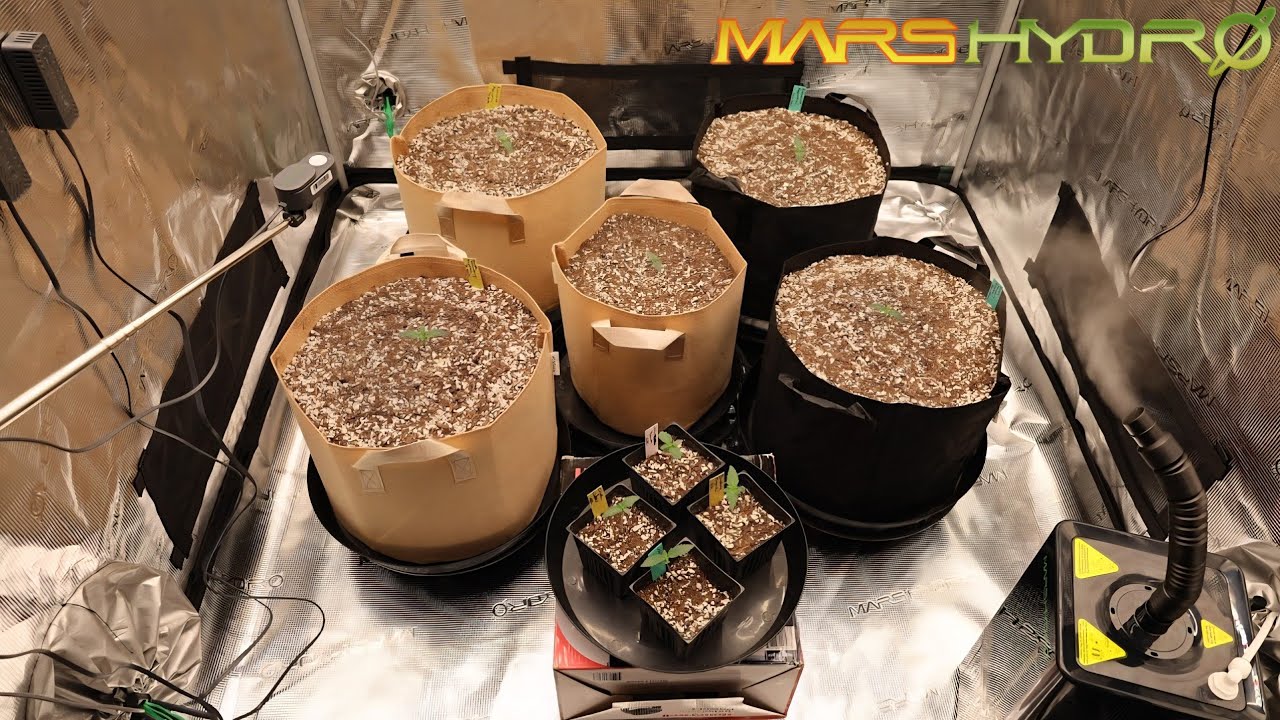 Dr. Earth vs Gaia Green - Autos Day 2 | Mars Hydro FC4800 EVO w/ADLITE