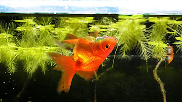 ¿Por qué mi pez de colores flota boca abajo?