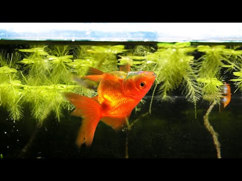 Video: 3 formas de tratar el trastorno de las burbujas de natación en peces de colores