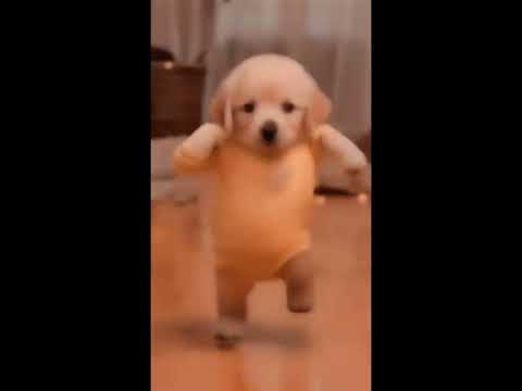 Dancing Dog
