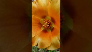 Portulaca Flowers - Talking About Plants