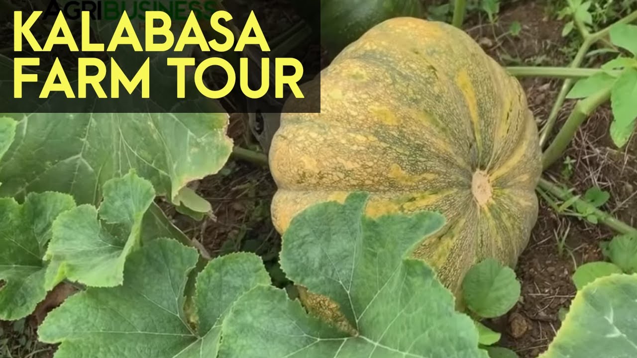 ⁣Asian Pumpkin Farming and Harvesting: Kalabasa Farm Tour | Agribusiness How It Works