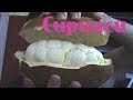 Cupuacu Review - Weird Fruit Explorer Ep. 210