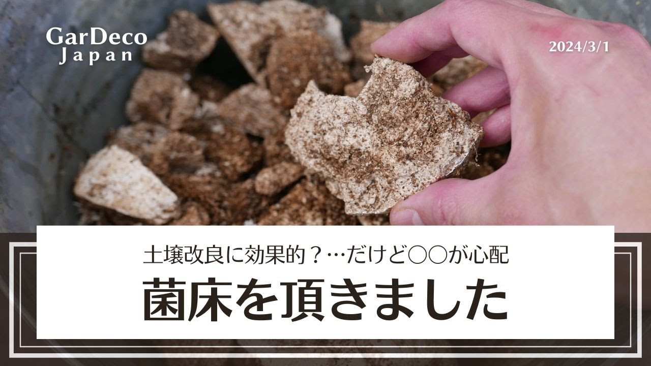 【土壌改良に効果的?】菌床を頂きました【だけど〇〇が心配…】