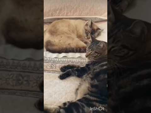 What's that thing #kitten #cats #shorts #short #pets #шортс #shortvideo #shortsvideo #catlover #1k