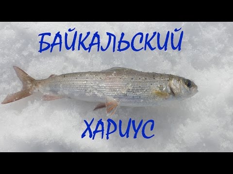 ловля хариуса весной на байкале ловля хариуса весной на байкале