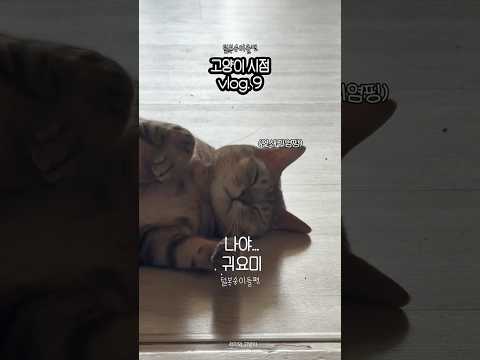 이번에도 귀엽길 잘했다..! 나야, 연쇄귀염핑 ⭐️ - 고양이 시점 vlog.9