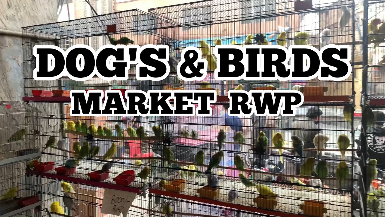 Pet Market in Rawalpindi Dog's Market Bird's Market All breed dog