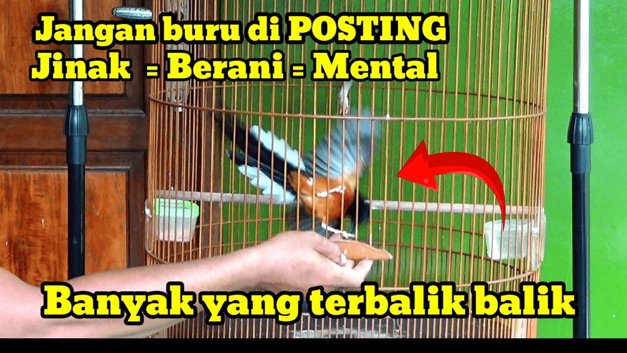 Simak ini | Muraibatu karakter jinak agar tetap GACOR dan FIGHTER ‼️