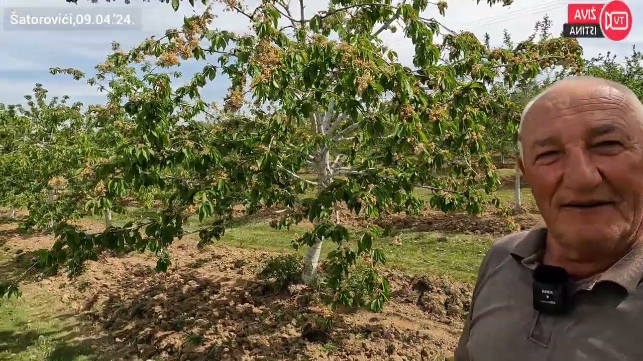 živa istina. Ko to sve obrađuje? 50 duluma voćnjaka, 40 junadi, 300 duluma pod žitaricama...