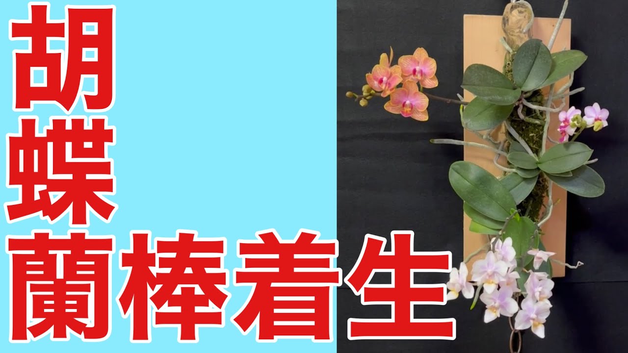胡蝶蘭】3株同時の着生チャレンジ成功！ - YouTube