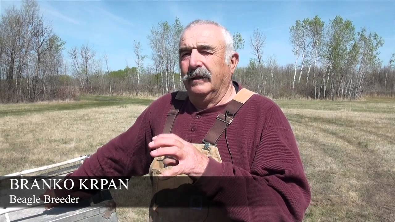 Pooch Paradise Where Champion Beagles Run Free Youtube