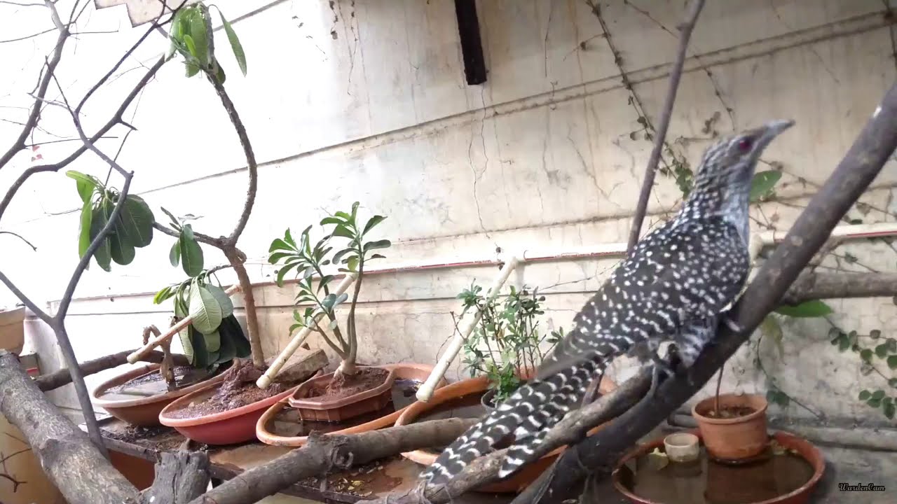 Spotted Cuckoo 