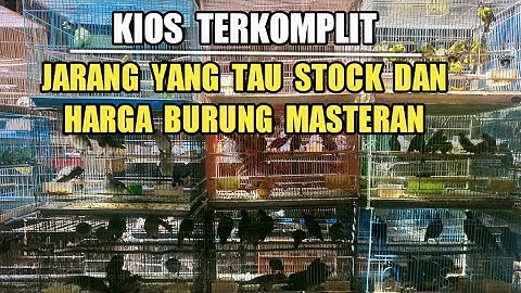 UPDATE HARGA BURUNG MASTERAN BAHAN DAN GACORAN DI PASAR BURUNG PRAMUKA