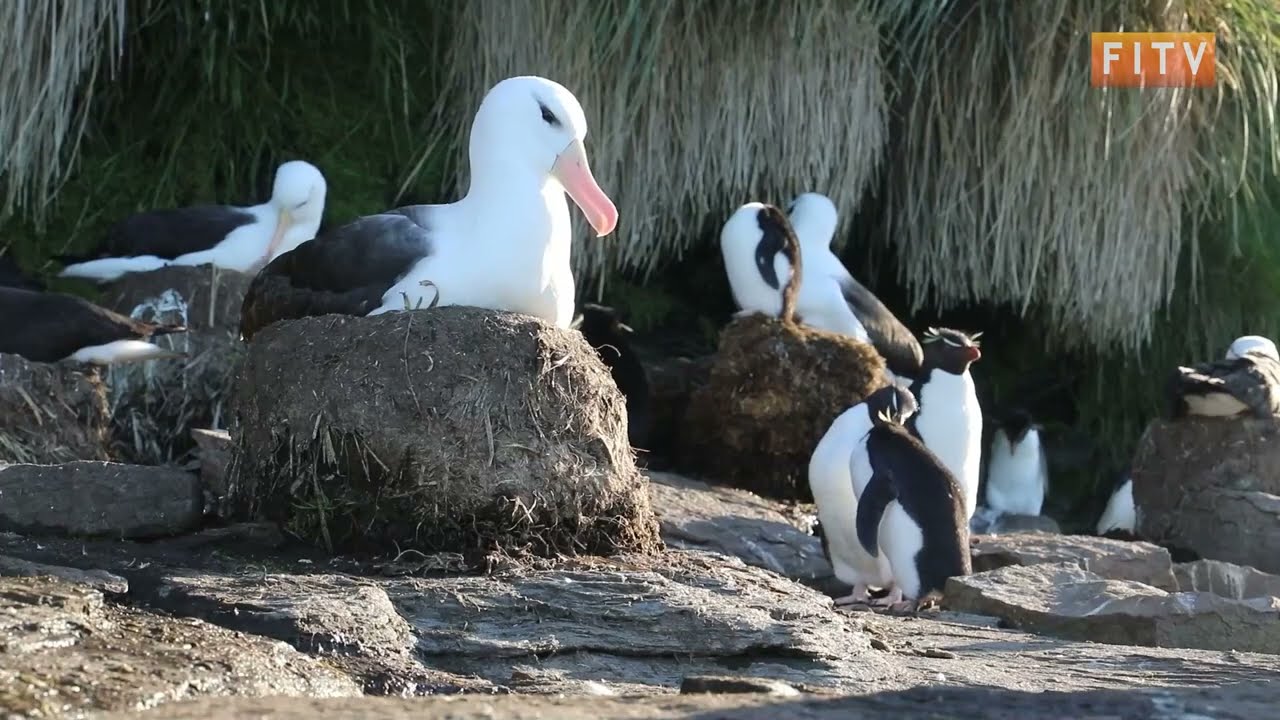 Falklands Conservation Undertakes Summer Seabird Counting