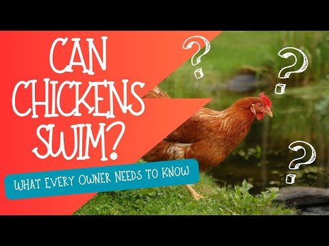 Can Chickens Swim? What Every Owner Needs to Know!