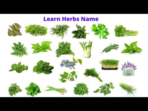 5 herbs name in english
