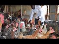 Millionaire kienyeji chicken farmer success story part 2
