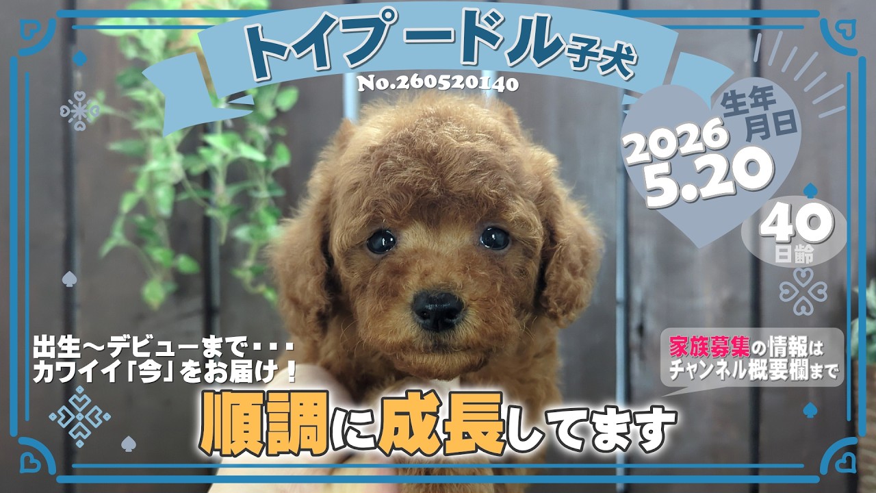 トイプードル子犬｜2026.5.20生（40日齢）④｜オレンジフォーン