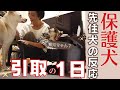 保護犬が家族になる1日・・・妹が出来た先住犬、まさかの反応