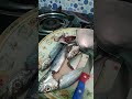 Cooked nilagang isda for small family  #pinoyfood  #ulampinoyrecipe  #recipe  #recommended