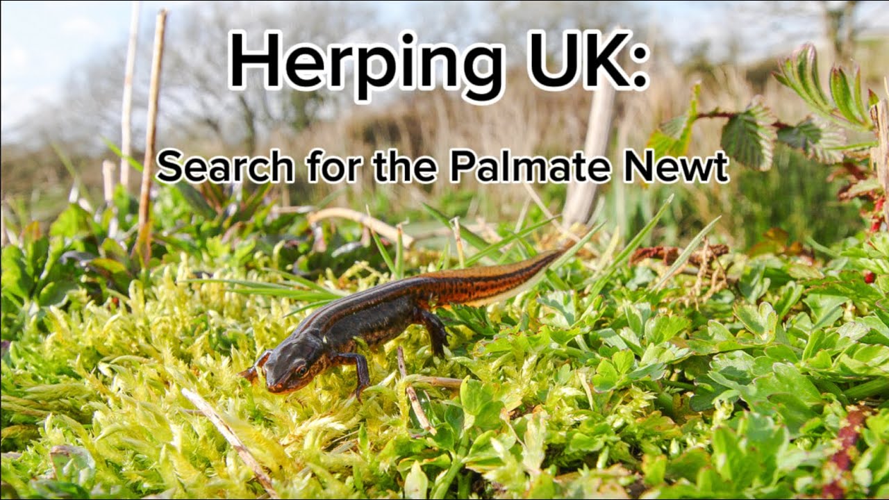 Herping UK: Search for the Palmate Newt                  