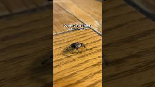 Do Jumping Spiders Bite Humans??