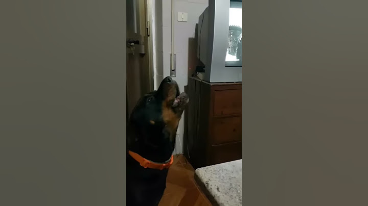 Incredibile! Guardate cosa fa questo rottweiler
